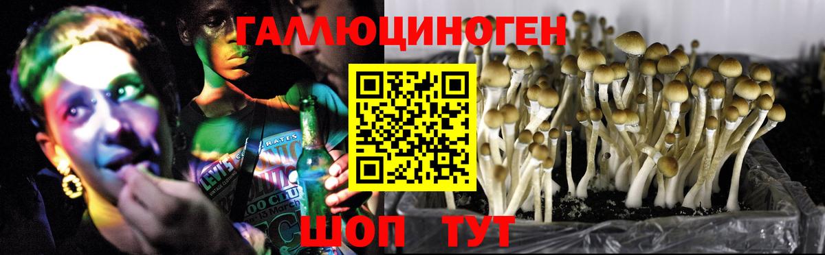 Галлюциногенные грибы GOLDEN TEACHER Ялта